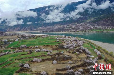 西藏林芝特色产业提档升级 区域经济绿色发展 - 妆知道