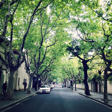 上海常见的行道树图片,上海路边树有什么品种,上海街道的树_大山谷图库