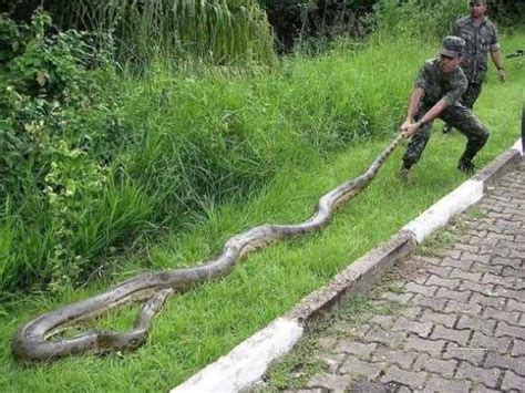 世界之最大的蛇 世界上最大的蛇有多大_华夏智能网