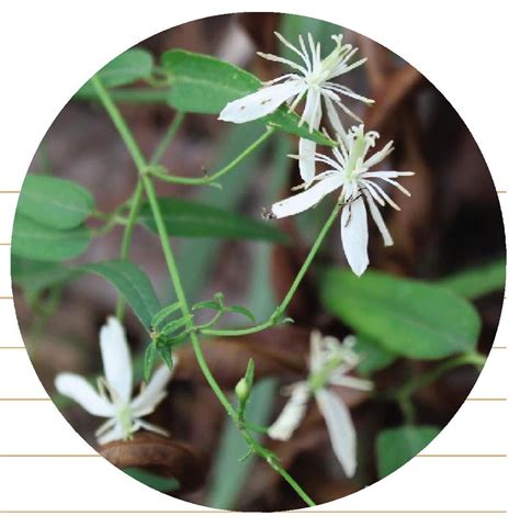 科学网—20210719——威灵仙（Clematis chinensis Osbeck） - 栗茂腾的博文