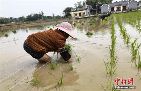 禾下可乘凉 重庆试种60亩2米高巨型稻_新浪图片