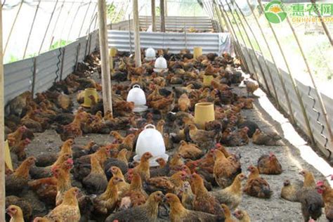 大棚养鸡成本及利润分析 - 惠农网