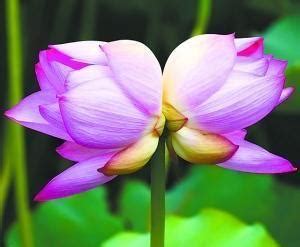 南京玄武湖再现并蒂莲。生成率十万分之一，它是植物中的双胞胎