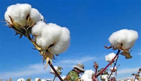 棉花期货助力中国棉花市场升级发展 - 知乎