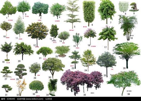 园林植物平面图例图片,植物图例手绘100种,植物平面图例及名称_大山谷图库