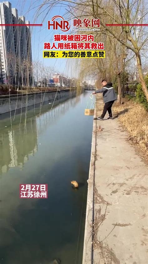 2月27日，江苏徐州，猫咪被困河内，路人用纸箱将其救出。网友：为您的善意点赞。 #猫咪 #暖心_凤凰网视频_凤凰网