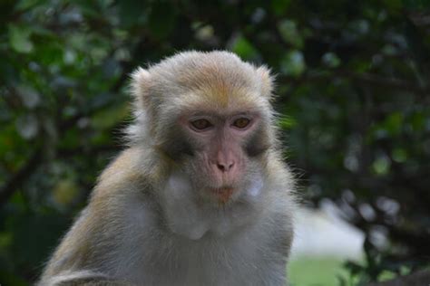 安徽省黄山生物多样性与短尾猴行为生态学国际联合研究中心