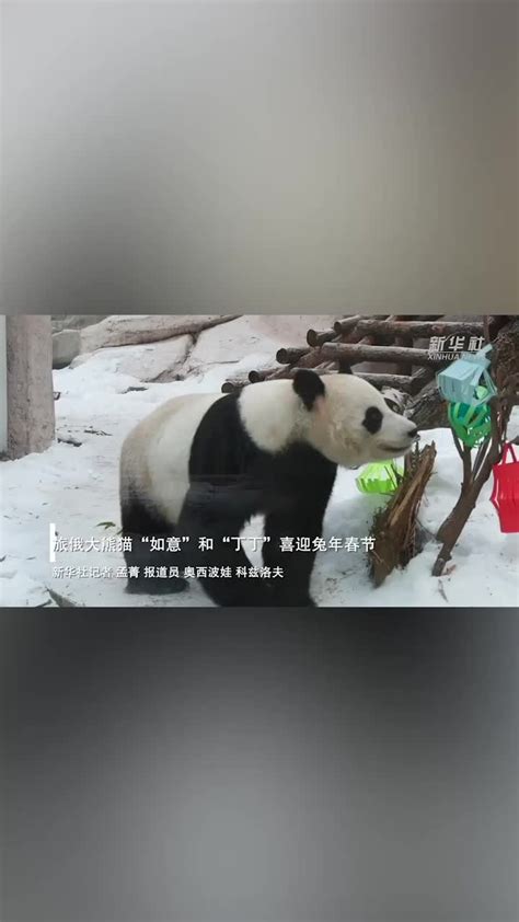 7月1日起可在线观看旅俄大熊猫“如意”和“丁丁”的日常生活 - 2019年6月14日, 俄罗斯卫星通讯社