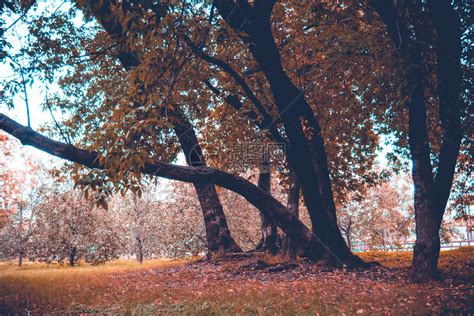 秋天初在城市公园里绿叶的大弯曲树被过滤了高清图片下载-正版图片303381161-摄图网