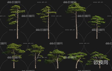 现代黄山松迎客松景观树3d模型-免费3dmax模型库-欧模网