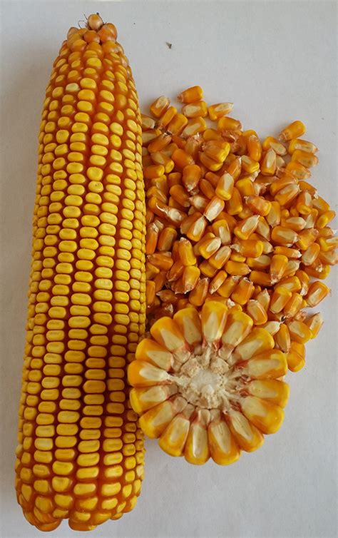适合山西地区种植的高产玉米品种有哪些？ - 惠农网