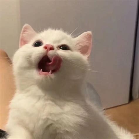 Tm猫头像图片