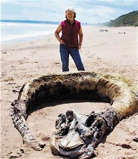 英夫妇海滩发现罕见动物尸体 貌似史前生物_科技_腾讯网