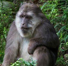 绿美大围山|体型较大、被毛稀少的猕猴——短尾猴-红河州林业和草原局-关注森林网