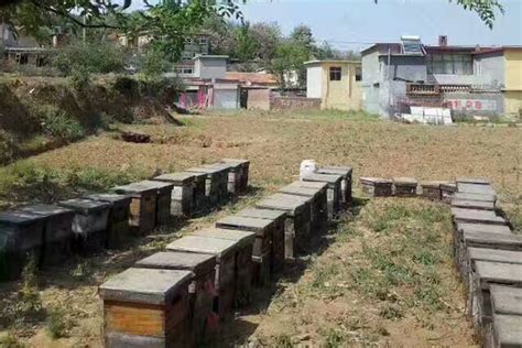 北京蜂蜜批发选天蜂奇自然牧场