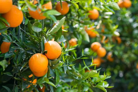 橘子果园图片-成熟的橘子果园素材-高清图片-摄影照片-寻图免费打包下载