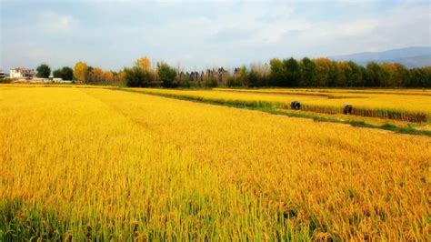 麦子的诗词,描写麦子丰收的古诗词,小麦的诗句_大山谷图库