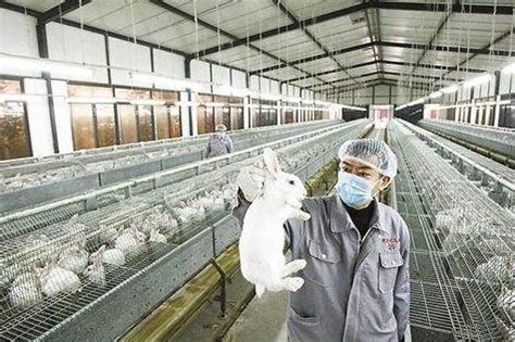 新疆养兔场 新疆种兔养殖合作社 新疆养殖兔子前景如何