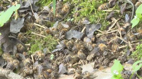 新的蜂箱怎么引进蜜蜂进蜂箱 - 业百科