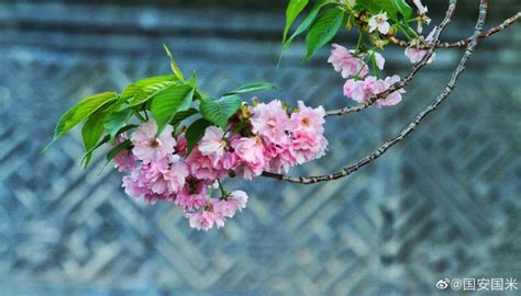 颐和园荇桥晚樱花摄影