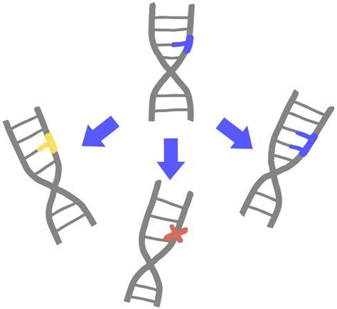 高中生物人教版 (2019)必修2《遗传与进化》第5章 基因突变及其他变异第1节 基因突变和基因重组一等奖课件ppt-教习网|课件下载
