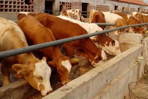 买牛犊，不选贵的，只选对的！广东肉牛养殖场改良黄牛价格低 - 知乎