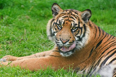 苏门答腊虎豹的肖像,蒂格里斯苏门答腊大猫被囚禁高清图片下载-正版图片300698001-摄图网