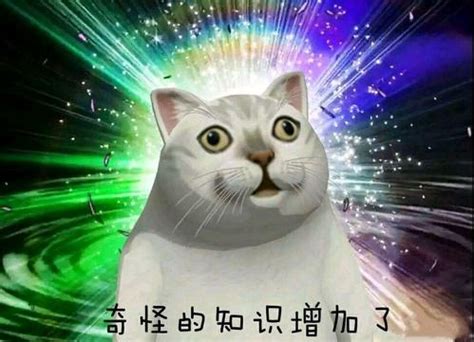 【沙雕表情包】沙雕猫猫表情包-搜狐大视野-搜狐新闻