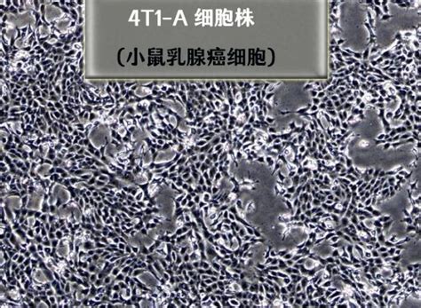 4T1细胞（小鼠乳腺癌细胞）_科研专用，厂家直发
