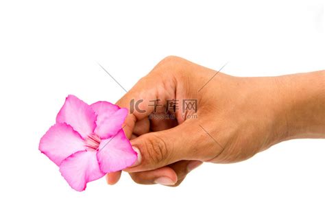 唯美手中花图图片
