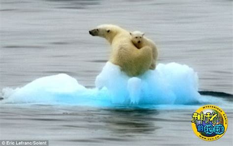 北极熊母子被困海冰在海上漂流 - 神秘的地球 科学|自然|地理|探索