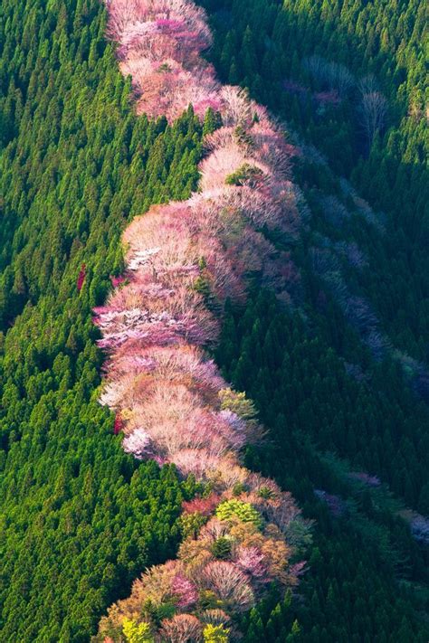 日本爱知县天川山山脊的四季这是什么神仙美景啊！爱了~