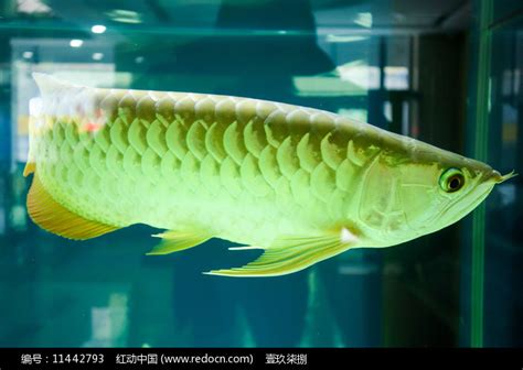 银龙鱼高清图片下载_红动中国