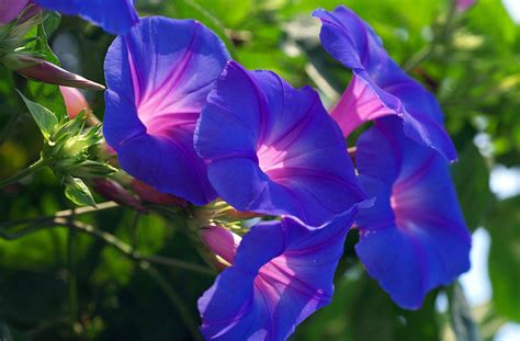 无缝水彩花卉图案与松散牡丹花在靛蓝色背景图片素材_ID:318313853-Veer图库