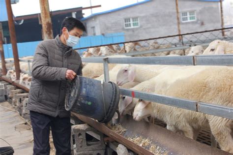 杜泊绵羊种羊价格山东瑞硕养殖场 山东菏泽 杜柏羊-食品商务网