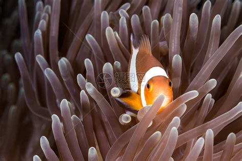 美丽的小丑鱼和海葵高清摄影大图-千库网