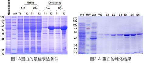 pET-21b(+)大肠杆菌表达载体说明_文档之家