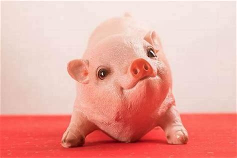 属猪的人2023年每月运程_生肖_若朴堂文化