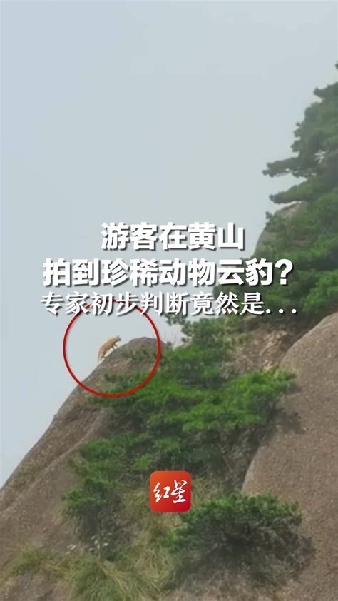 游客在黄山拍到珍稀动物云豹？专家认为视频中的并不是云豹，景区：当地曾有云豹，但它会远离人群