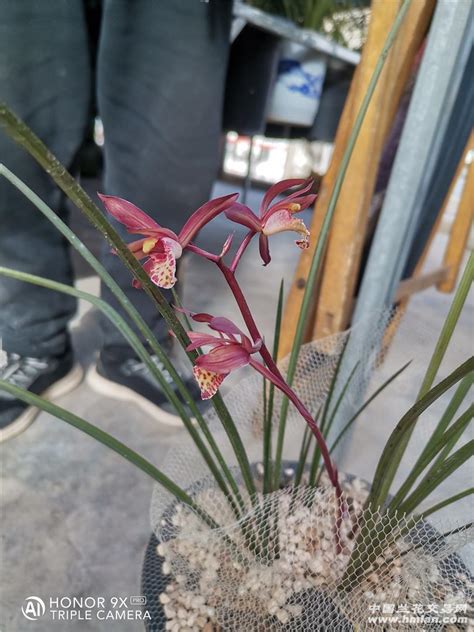 红香妃兰花图片