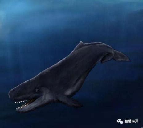 梅尔维尔鲸：可与巨齿鲨一争高下的鲸鱼