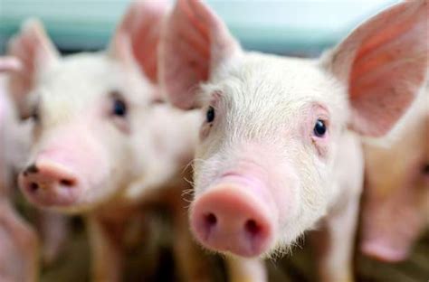 新五丰研究报告：猪价回暖&资产整合，湖南生猪龙头腾飞在即 - 知乎