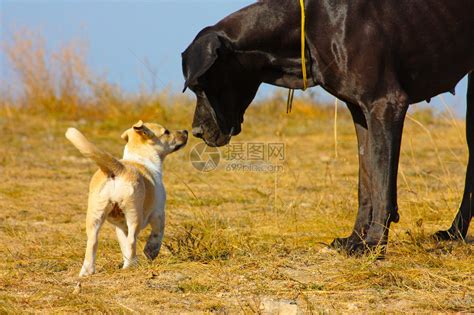 纯黑的狗狗PNG图片素材下载_拉布拉多PNG_熊猫办公