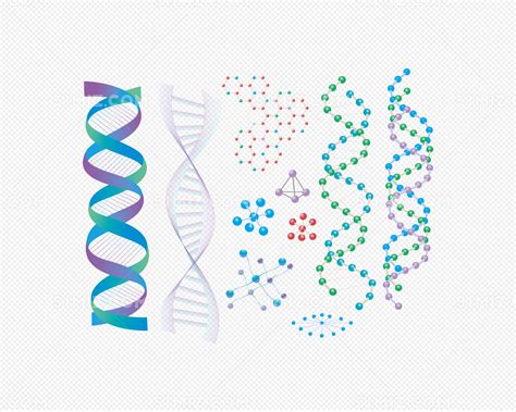 构成DNA的分子,DNA,染色体,细胞核. 能形容它们相对尺寸么? - 知乎