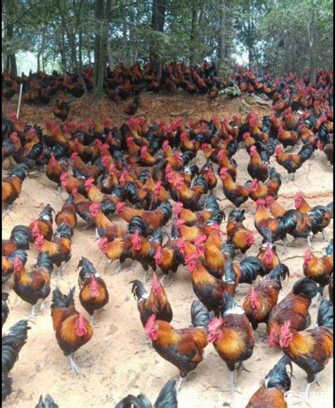 [瑶鸡批发] 贵州三生石土家生态养鸡，土瑶鸡价格28元/斤 - 惠农网