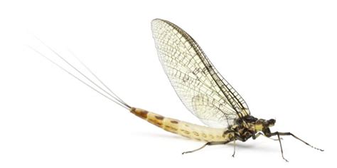等蜉科-世界昆虫410科野外-图片