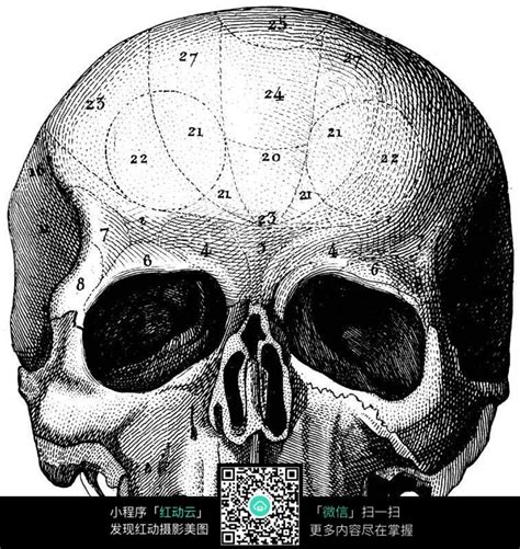 头部下颌骨侧面观医疗插画插画图片下载-正版图片401793047-摄图网