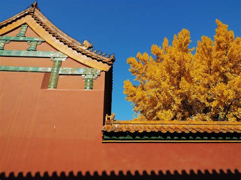 又是一年秋来到 北京故宫秋色美-荔枝网图片