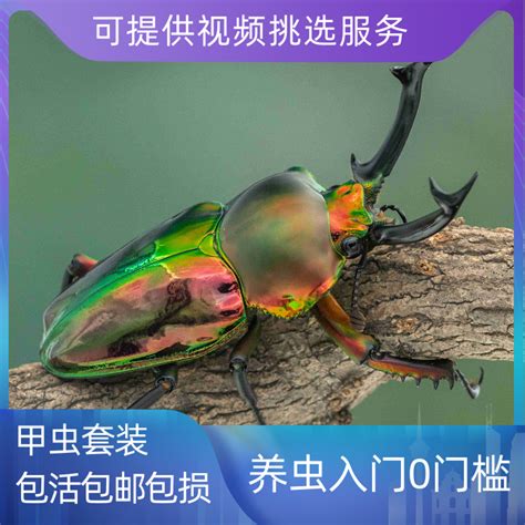 14.独角虫2(铁壳昆)虫属性~变硬原图片