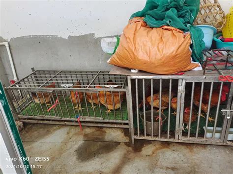 贵州省19个集贸市场畜禽产品和饲料价格定点监测_新闻频道_贵州百蚂蚁连锁店